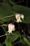 Netleaf leather flower